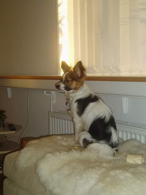 Papillon Tulle billede 2