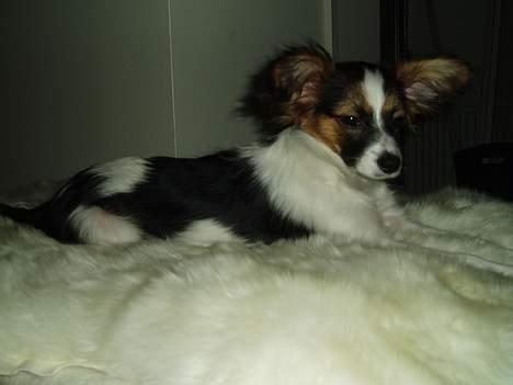Papillon Tulle - 4måneder gammel! billede 3