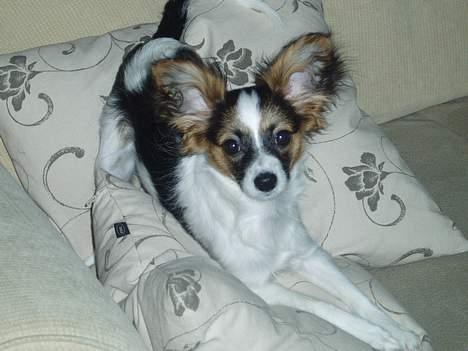 Papillon Tulle - Elsker at sidde model... billede 4