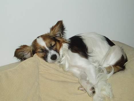 Papillon Tulle - zzzzzzzz............ billede 5