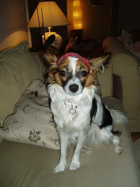 Papillon Tulle - Se min flotte hat! billede 6