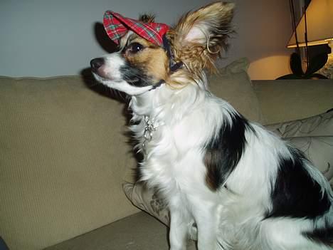 Papillon Tulle - Er jeg ikke fin?? billede 7