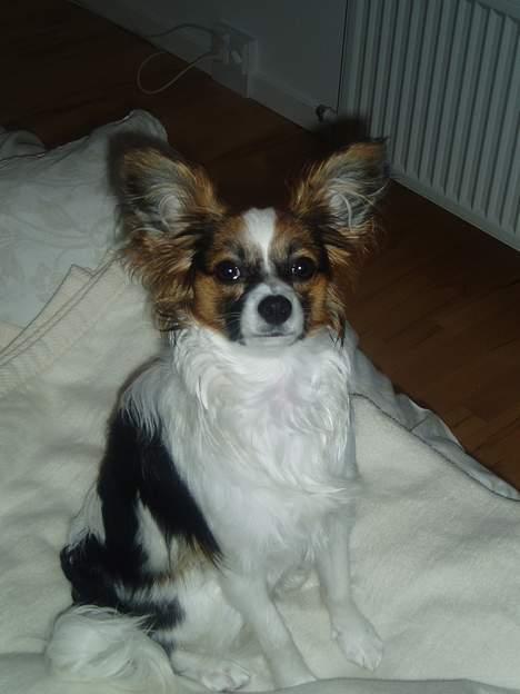 Papillon Tulle - Smil!!! billede 8