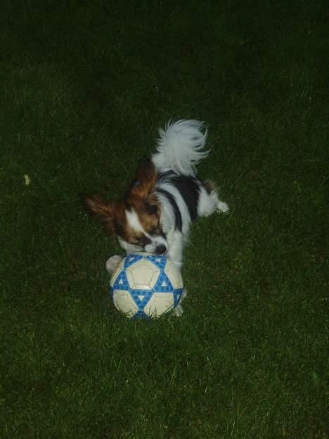 Papillon Tulle - Elsker at lege.... billede 9