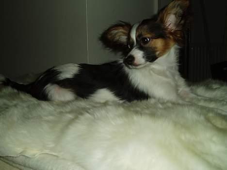 Papillon Tulle billede 10