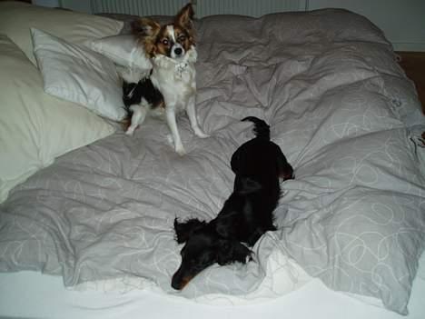 Papillon Tulle - mig og Luna! billede 11