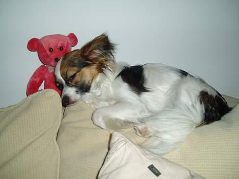 Papillon Tulle - Sover sammen med min ny bamse.. billede 12