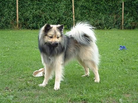 Islandsk fårehund Godrumgård´s Vargur billede 1