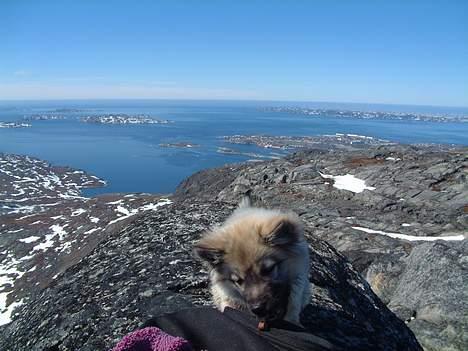 Islandsk fårehund Godrumgård´s Vargur billede 2