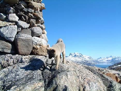 Islandsk fårehund Godrumgård´s Vargur billede 3