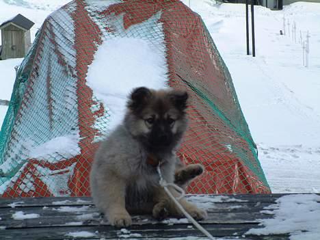 Islandsk fårehund Godrumgård´s Vargur billede 4