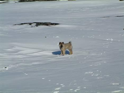 Islandsk fårehund Godrumgård´s Vargur billede 5