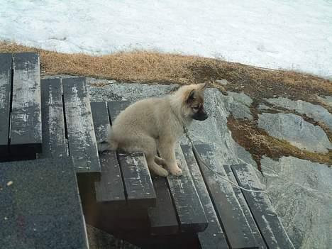 Islandsk fårehund Godrumgård´s Vargur billede 6