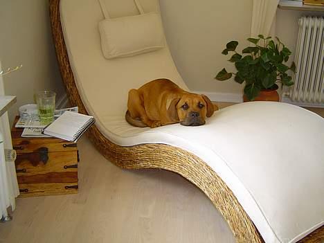 Blanding af racer Malou billede 7