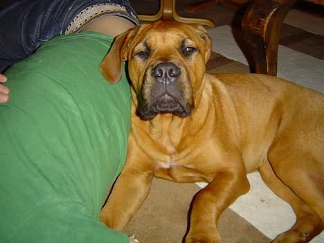 Blanding af racer Malou billede 8