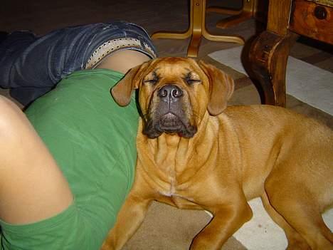 Blanding af racer Malou billede 9