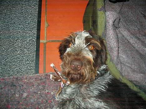 Ruhåret hønsehund .V.I.P. dusty :o) billede 11