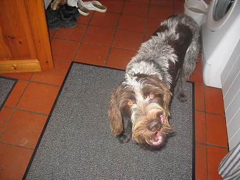 Ruhåret hønsehund .V.I.P. dusty :o) billede 12