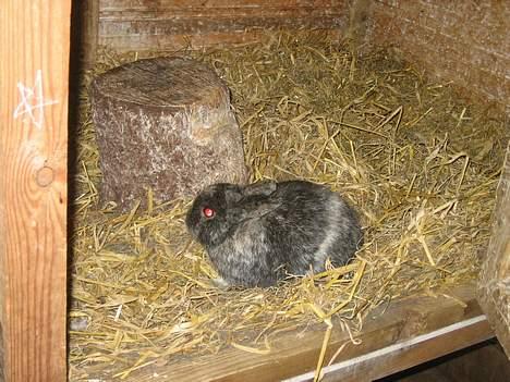 Blanding af racer Blackie DØD SnØfft! - min kanin fjolde:)elskede ham..han er død nu:( billede 19