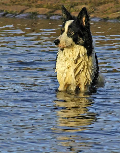Border collie Harvey billede 1