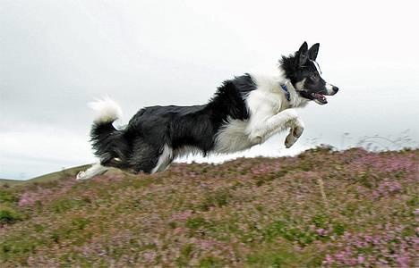 Border collie Harvey billede 2