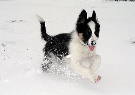 Border collie Harvey billede 3
