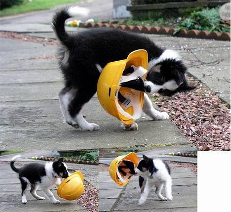 Border collie Harvey billede 4