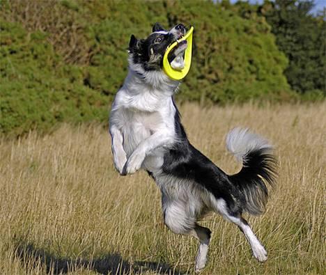 Border collie Harvey billede 5