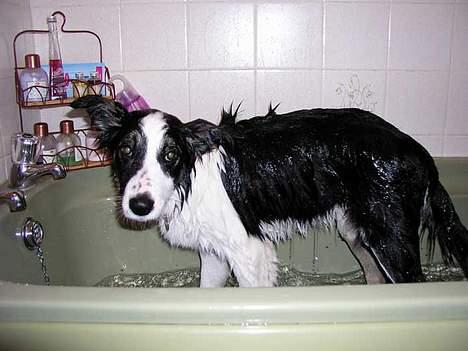 Border collie Harvey billede 6