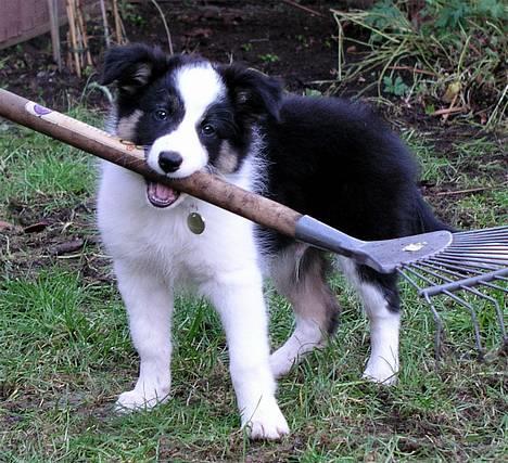 Border collie Harvey - kun 11 måneder og allerede igang med havearbejdet :) billede 7