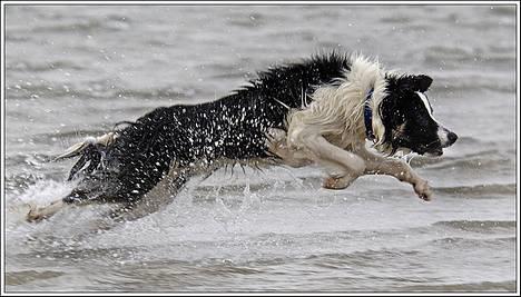 Border collie Harvey billede 8