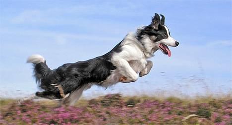 Border collie Harvey billede 9