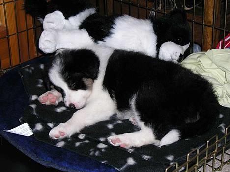 Border collie Harvey - Harvey sover med sin lille ven.. billede 10