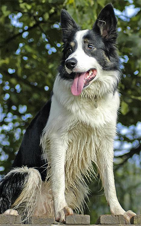 Border collie Harvey billede 11