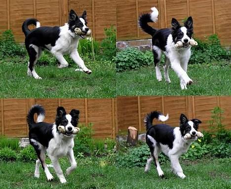 Border collie Harvey billede 12
