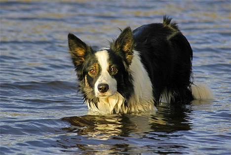 Border collie Harvey billede 13