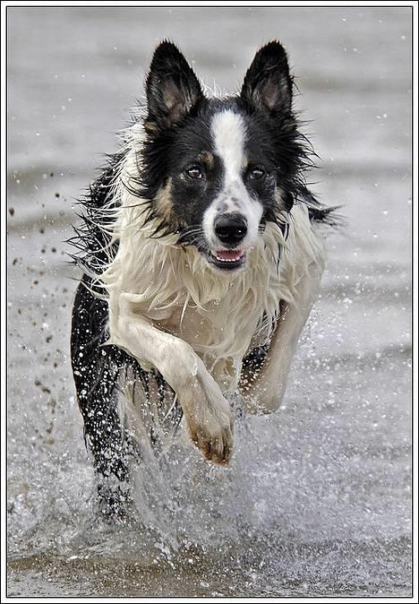 Border collie Harvey billede 14