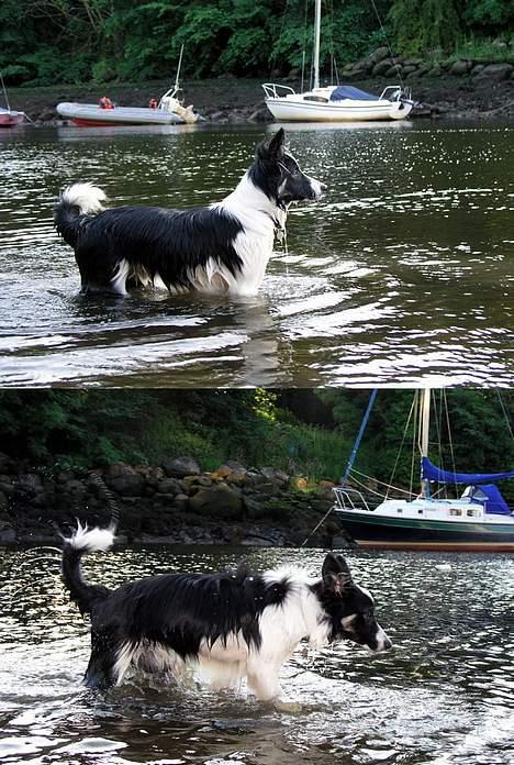 Border collie Harvey - 7 måneder gammel billede 16