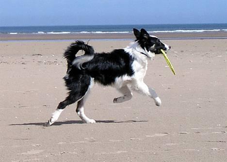 Border collie Harvey billede 17