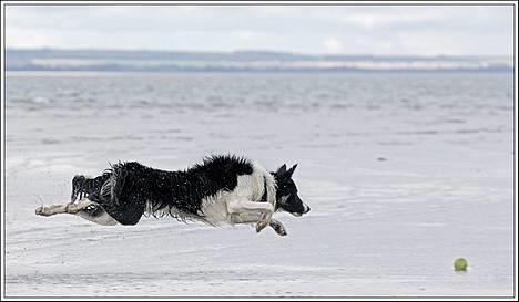 Border collie Harvey billede 18