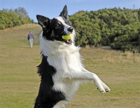 Border collie Harvey billede 19