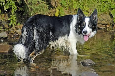 Border collie Harvey billede 20