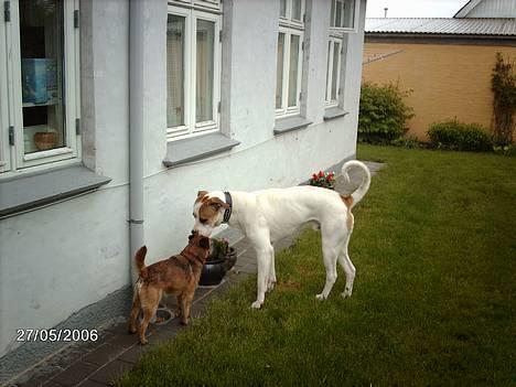 Amerikansk bulldog Hektor *Død* - Hektor med hans lille ven Buster billede 16