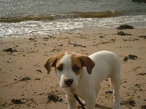 Amerikansk bulldog Hektor *Død* - Moar! Bliv lige færdig nu... Mine øre blafre altså i vinden... billede 17