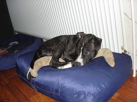 Amerikansk staffordshire terrier Taz.. billede 12