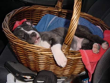 Amerikansk staffordshire terrier Taz.. billede 13