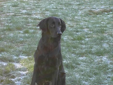 Flat coated retriever marko billede 1