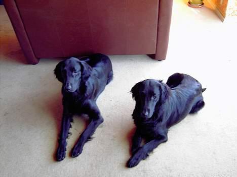 Flat coated retriever marko billede 2
