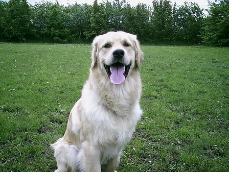 Golden retriever Snoop - ja ja bliv nu færdig så vi kan lege!!! billede 3