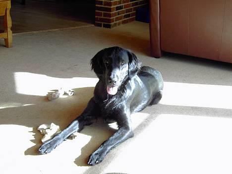 Flat coated retriever marko billede 3